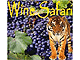 Wine Safari