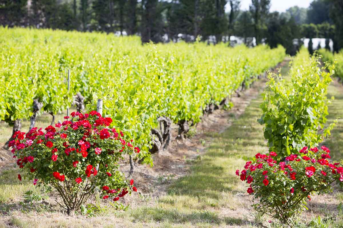 Chateau Talaud vineyard