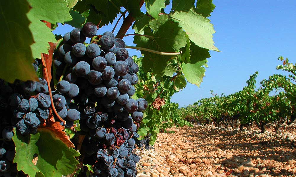 Châteauneuf du Pape